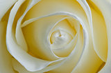 Bud delicate white rose closeup