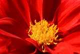 Red dahlia flower with yellow centre