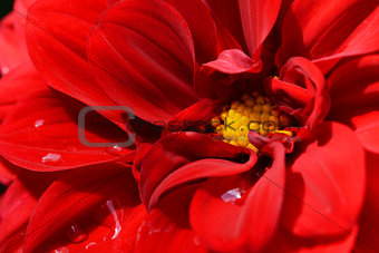 Red dahlia bloom with droplets of water