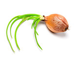 Spring onions (Allium cepa)