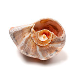 Rapana shell isolated on white background