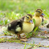 Group of ducklings on a green meadow