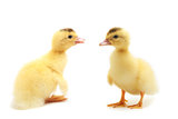 Two small duckling, isolated
