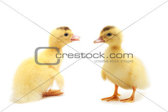 Two small duckling, isolated