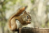 Red Squirrel Collecting Seeds