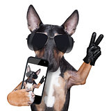 Bull Terrier DOG selfie