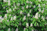 Blossoming of chestnut-tree