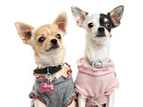 Close-up of dressed-up Chihuahuas, looking up, isolated on white