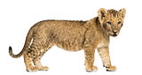 Side view of a Lion cub standing, looking down, 10 weeks old, is