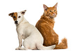 Rear view of a Maine Coon kitten and a Jack russell sitting and 