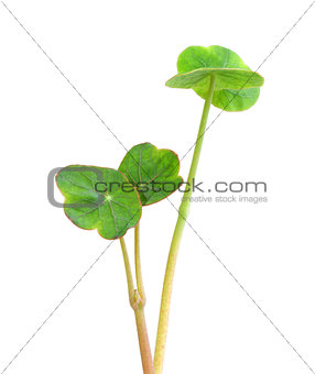 Sprouts of nasturtium
