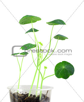 Young nasturtium seedling