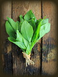 Vintage photo of spinach