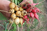 Fresh red and yellow radish in the woman's hands