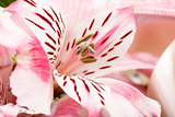 detail of bouquet of pink lily flower on white