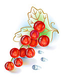 Red currant bunch with leaf and dew drops