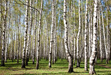 First greens in sunny birch forest
