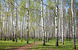 Pathway in birch grove with first spring greens