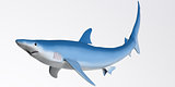 Blue Shark Profile