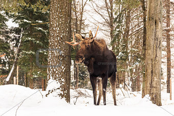 Moose in a winter scene