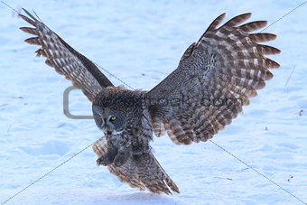 A Great Grey Owl in flight