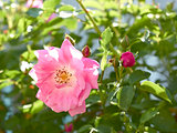 Rose flowering close-up