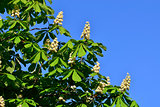 Blooming chestnut (lat. Castanea)