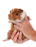 young Guinea pig