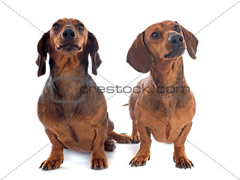 dachshund dogs