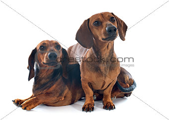 dachshund dogs