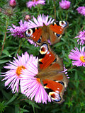 butterflies of peacock eye sitting on the aster