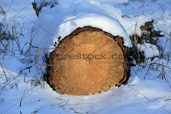 wooden log under snow