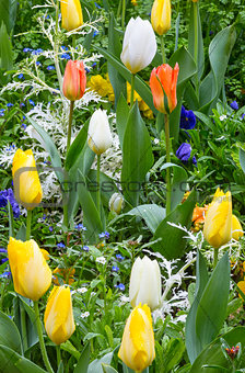 Beautiful varicolored tulips. Nature background. 