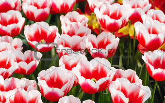 Spring red-white tulips close-up.