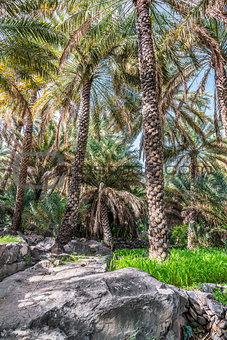 Palm garden Misfah Abreyeen