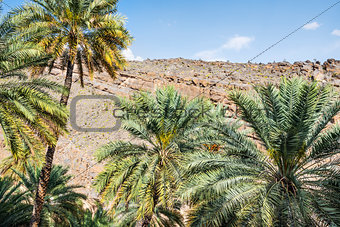 Palms of Misfah Abreyeen