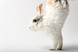 Rabbit on white