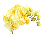 Flowers of yellow orchid
