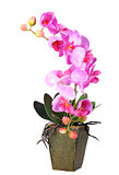 Flowers of pink orchid