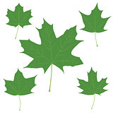 Set of vector green maple leaves for your design