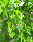 Branch of birch