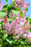 Blossoming pink lilac