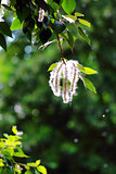 Blossoming branch of poplar