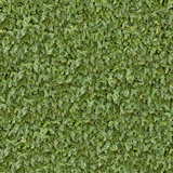 Coniferous Green Surface. Seamless Texture.
