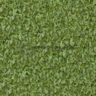 Coniferous Green Surface. Seamless Texture.