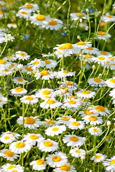 Daisies on the Meadow 