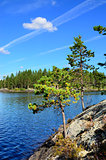 Karelian pine. Lake Engozero, North Karelia, Russia