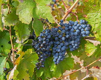Ripe clusters of dark blue grapes.