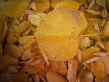 Autumn leaves texture