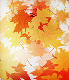 Autumn mpaple leaves background